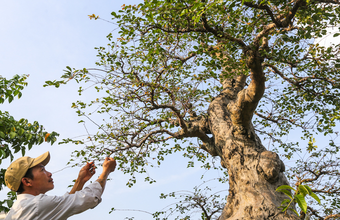 Cây bằng lăng ghép trăm tuổi giá hơn một tỷ đồng ở Sài Gòn